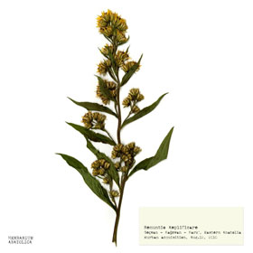 Botany Carcinoma