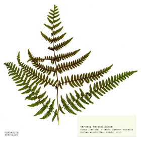 Botany Carcinoma