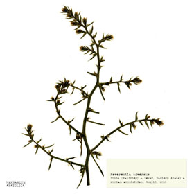 Botany Carcinoma
