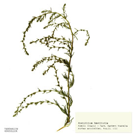 Botany Carcinoma