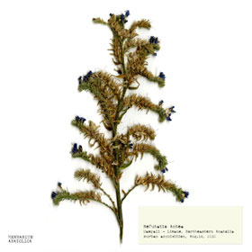Botany Carcinoma