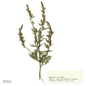 Botany Carcinoma