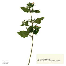Botany Carcinoma