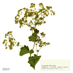 Botany Carcinoma