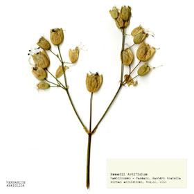 Botany Carcinoma