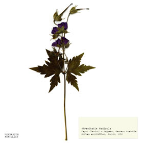 Botany Carcinoma